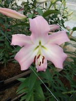 [5543 PO46 LUN 3982 No02.JPG]